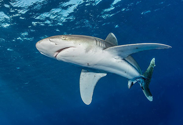 Oceanic white tip shark