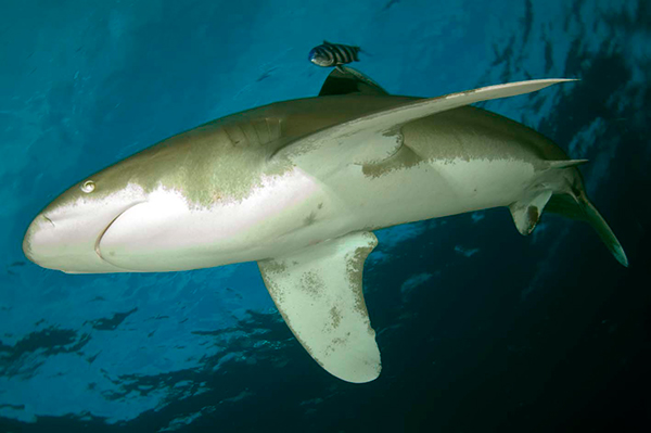 Oceanic white tip shark