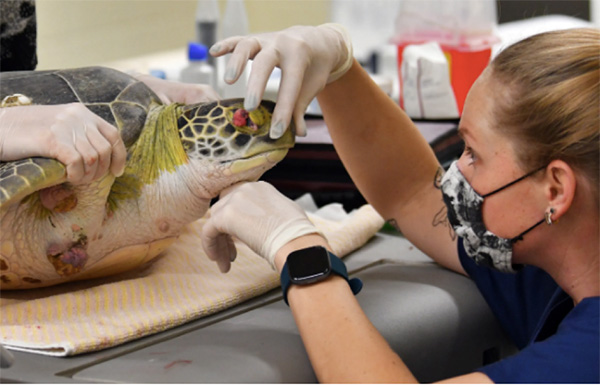 Rescued green turtle