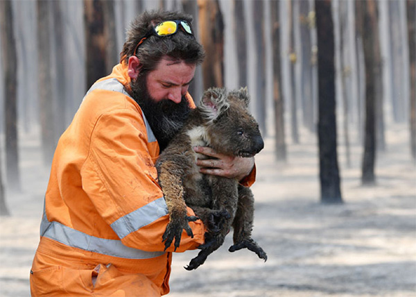 Rescued koala - Australia Fire