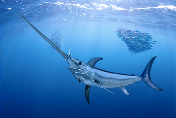 Swordfish