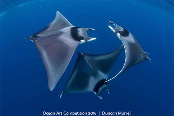 three giant mobula rays engaged in an underwater ballet by Duncan Murrell - Ocean Art 2018 Winner