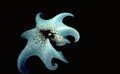 Reef Octopus, Gr. Cayman, 1991