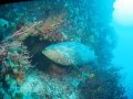 Goliath Grouper