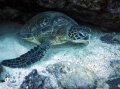 Turtle at Ã¢ï¿½ï¿½AshoÃ¢ï¿½ï¿½s BommieÃ¢ï¿½ï¿½, Coral Bay, Western Australia