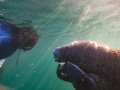 Snorkeling with a manatee calf