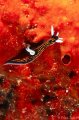 nice colors on colorful sponge