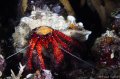 tennis-ball sized hermit crab