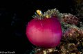 stunning ball anemone