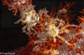 2 candy crabs