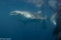 whale shark with snorkeler behind