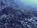 Cabbage Coral, Lava dive