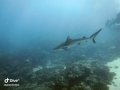 Grey reef shark, AshoÃƒÂ¢Ã¯Â¿Â½Ã¯Â¿Â½s Bommie