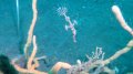 Juvenile ornate ghost pipefish