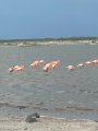 Flamingos on salt flats that are open to anyone