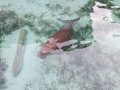 Dugong under our window