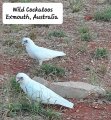 Wild Cockatoos