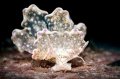 Flower Butterfly Sea Slug