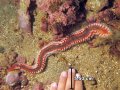 Bearded Fireworm eating the coral- bad!