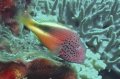 Freckled Hawkfish
