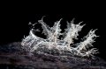 Melibe Colmani Nudibranch