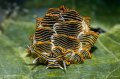 Tiger Butterfly Sea Slug