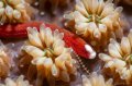 Brauns Pughead Pipefish
