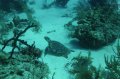 One of several turtle spottings