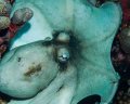 Reef Octopus