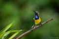 Garden Sunbird