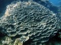 Hard corals, Blue Maze reef, Coral Bay