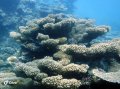 Healthy hard corals, Coral Bay