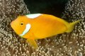 White-Bonnet Clownfish, a Solomons specialty