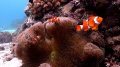 Anemonfish