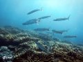 Barracuda, Whalebone Reef, Muiron Islands