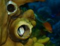 Blenny