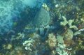 Saw lots of turtles,Little Cayman