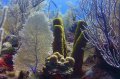 Nice hard and soft coral and sponges,Little Cayman