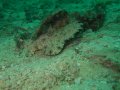 JUVENILE Wobbegong - approx 15 inches!!
