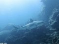 Grey reef shark, approaching cleaning station