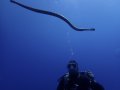 Sea snake above Vickli