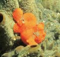 Frog fish