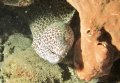 Spotted eel