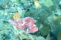 Frogfish