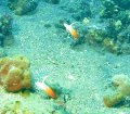 Fire dart fish