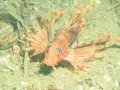 Lion fish