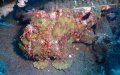 Giant Green Frog Fish