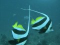 Bannerfish
