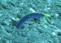 Blue ribbon eel