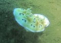 Nudebranch chromodoris